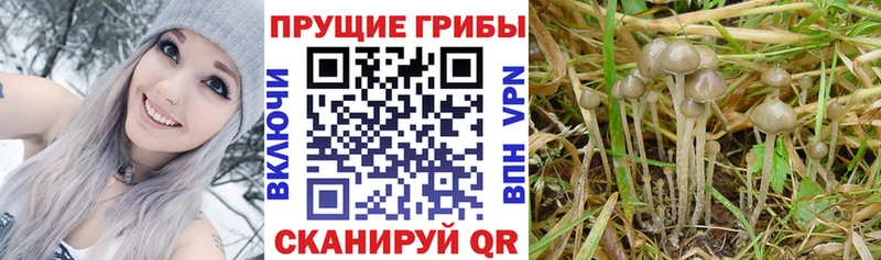 Псилоцибиновые грибы мицелий  где купить наркоту  Ардон 